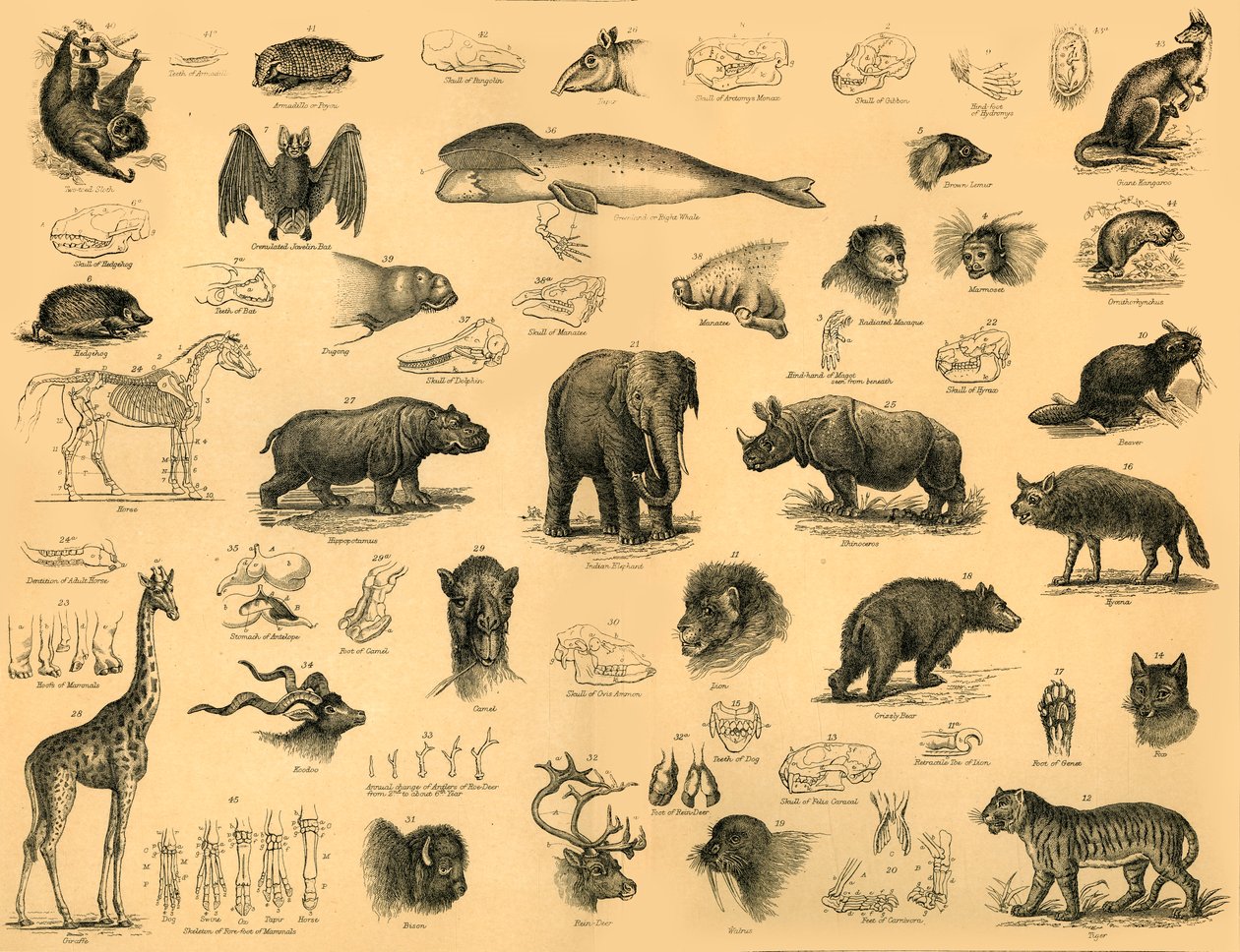 Mammals by Unbekannt