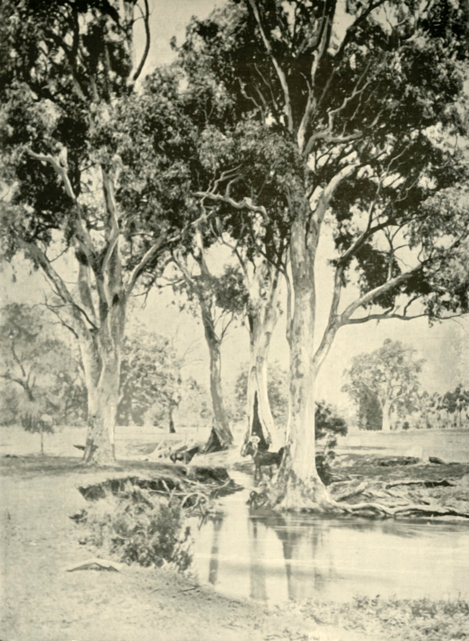 Old Gums, Mt. Crawford, South Australia by Unbekannt