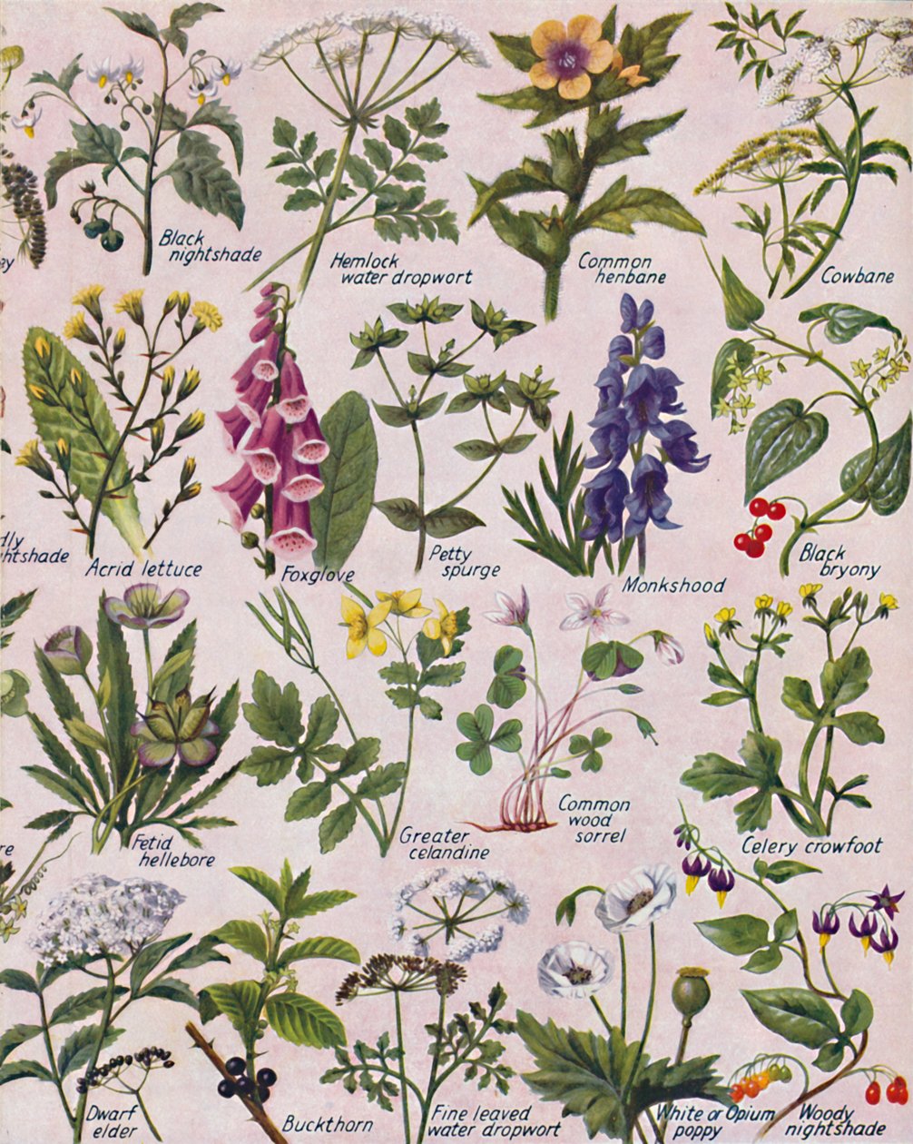 Poisonous Plants Found in the British Isles by Unbekannt