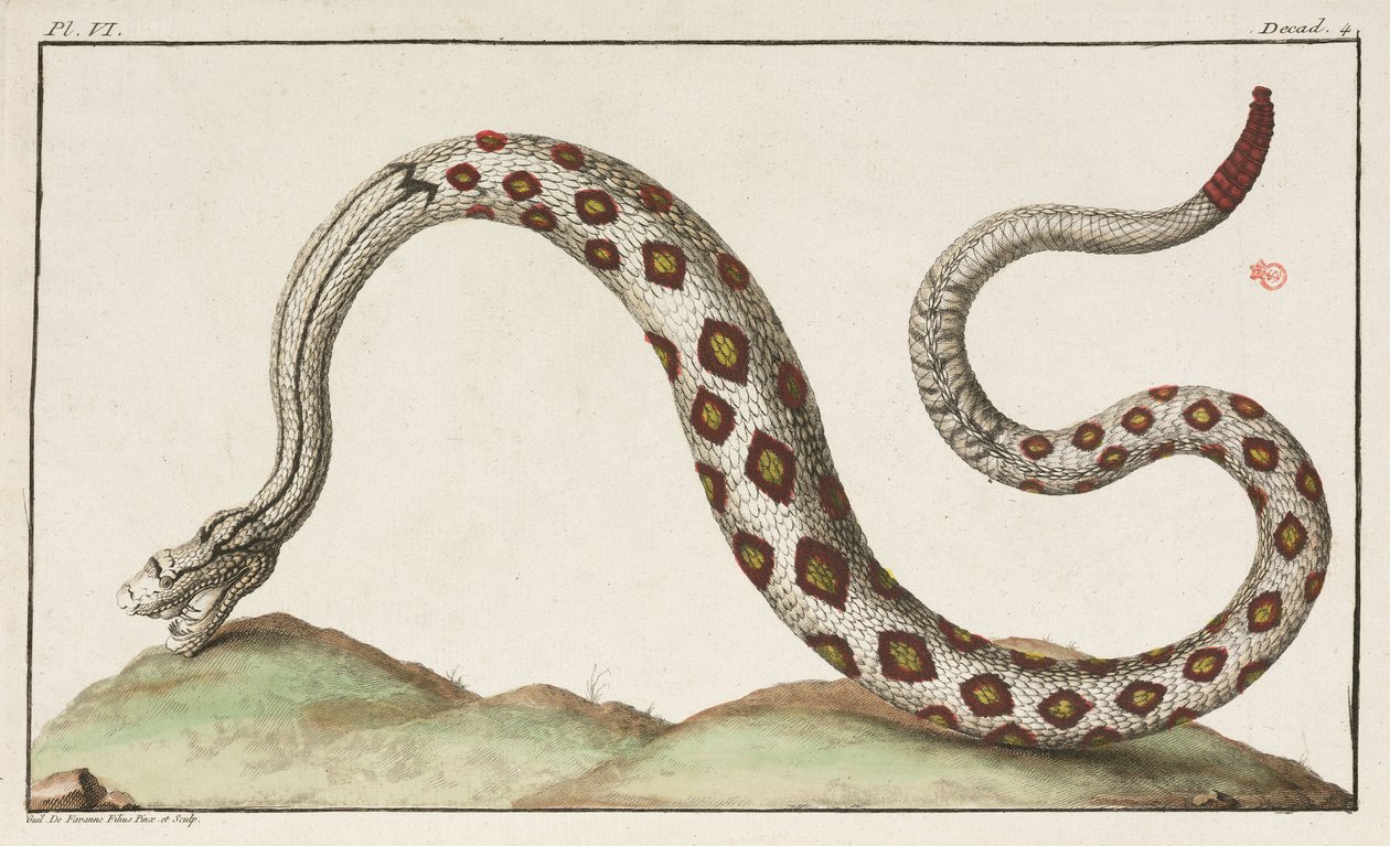 Rattlesnake by Unbekannt
