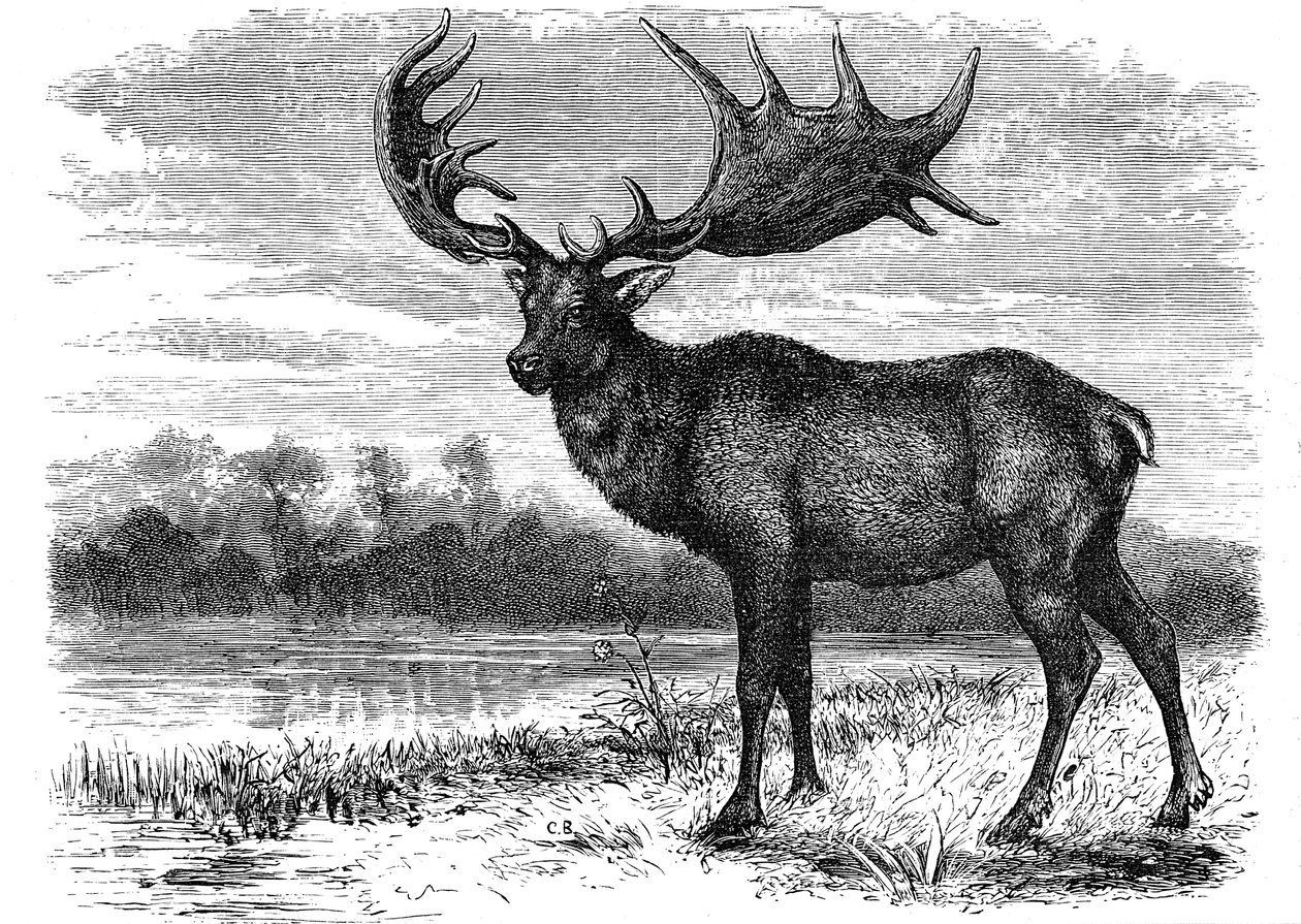 Reconstruction of the Irish elk Megaloceros by Unbekannt