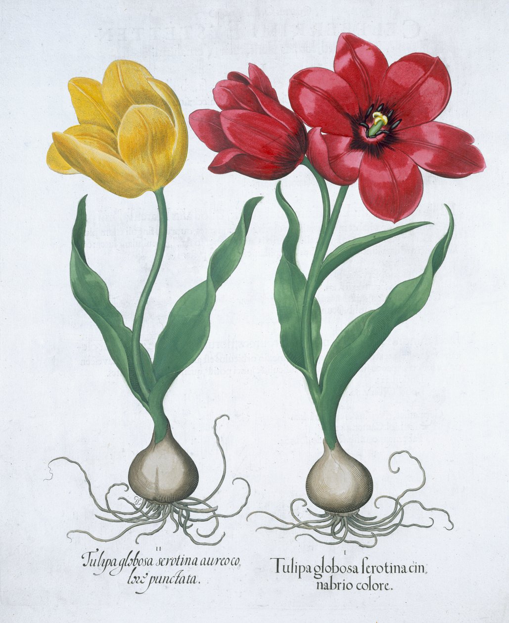 Red and Yellow Tulip by Unbekannt