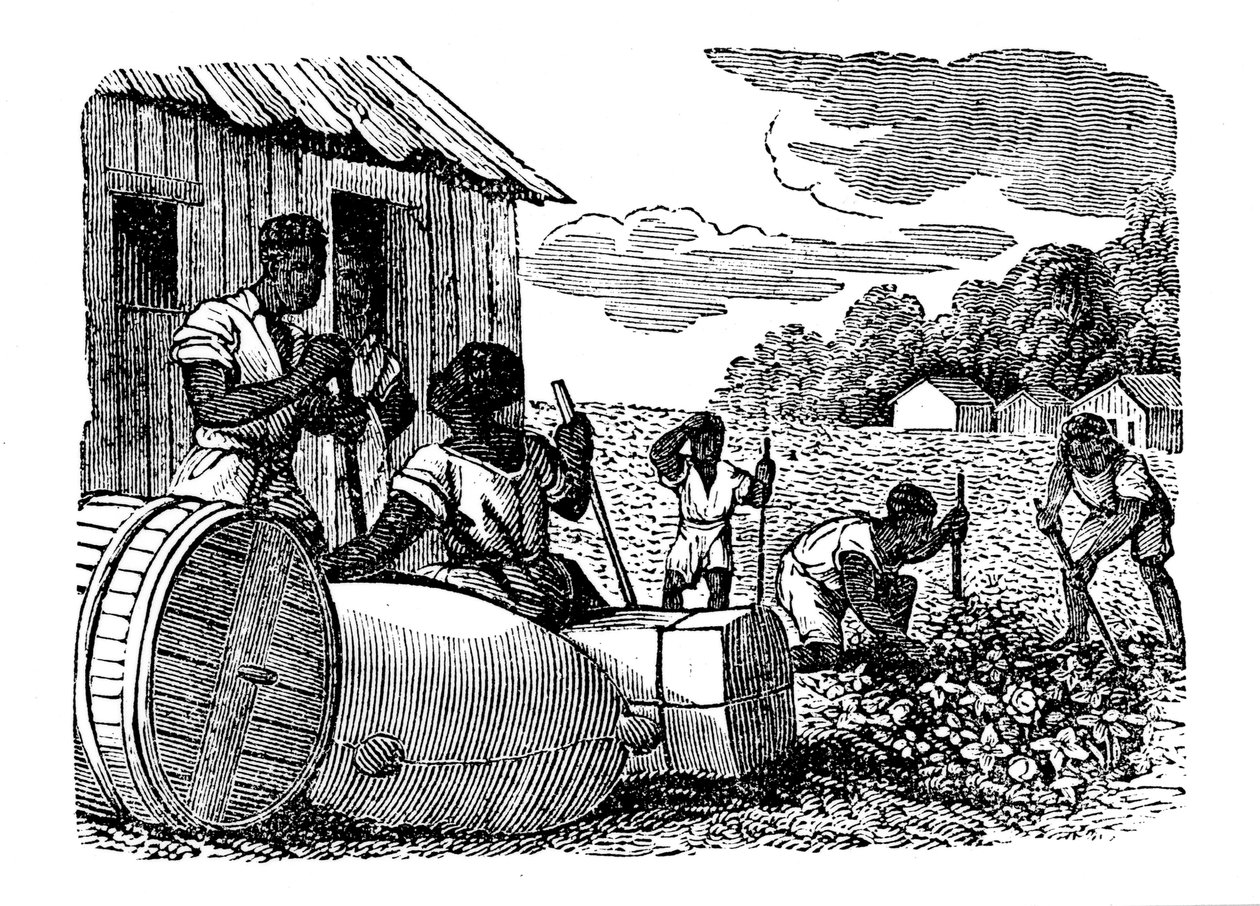 Slaves Working on a Tobacco Plantation, 1833 by Unbekannt