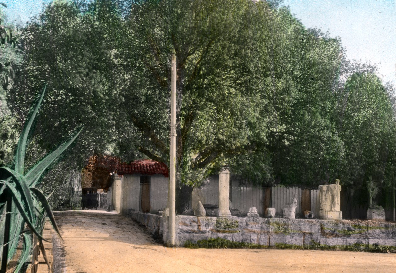 Terebinth Tree, Hammam Meskoutine, Algeria by Unbekannt