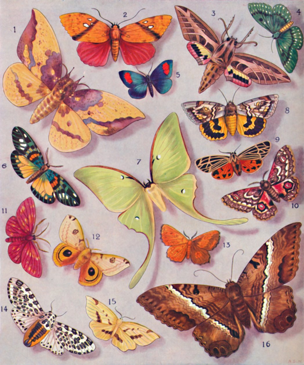 The Magnificent Colouring of Some Moths by Unbekannt