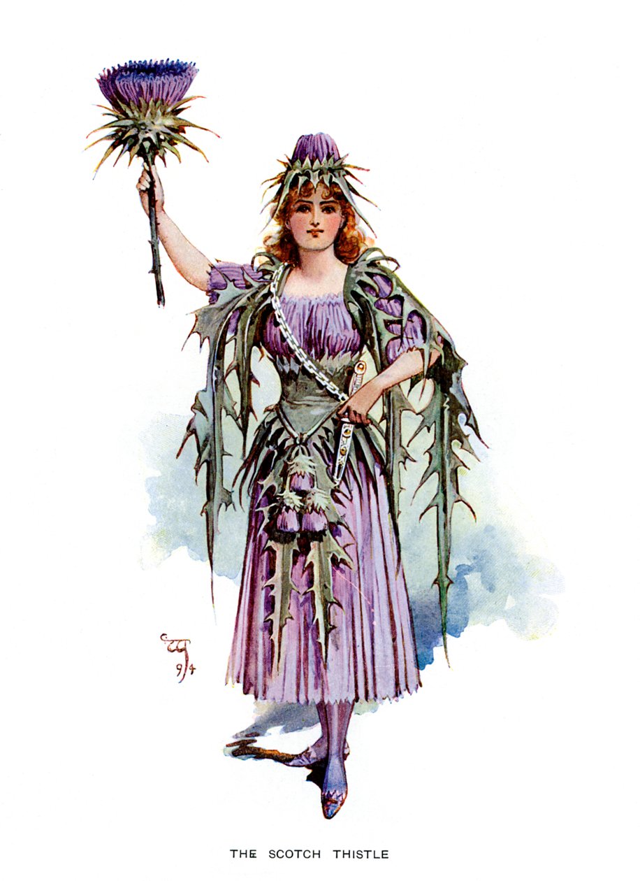 The Scotch Thistle, 1899 by Unbekannt