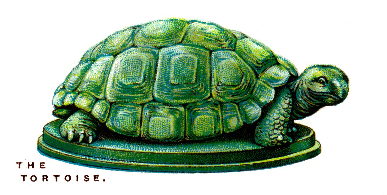 The Tortoise by Unbekannt