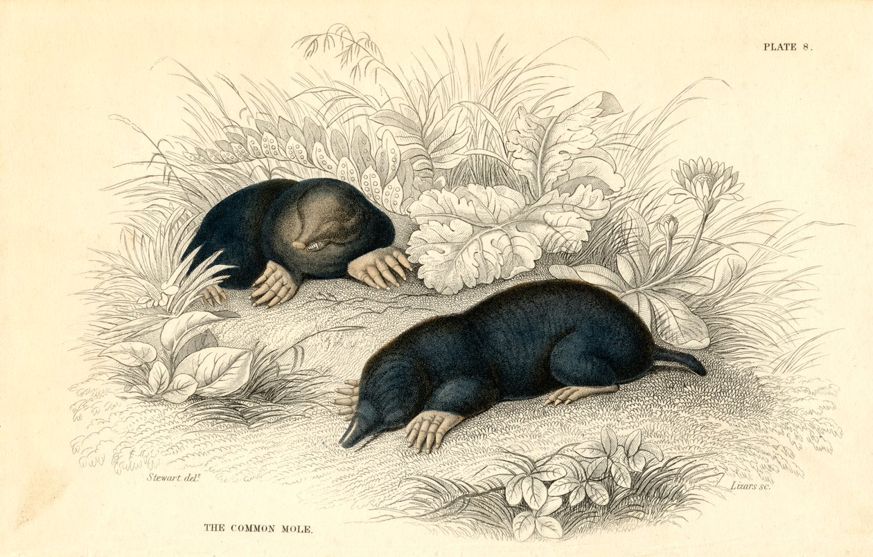 The Common Mole (Talpa europea) by Unbekannt