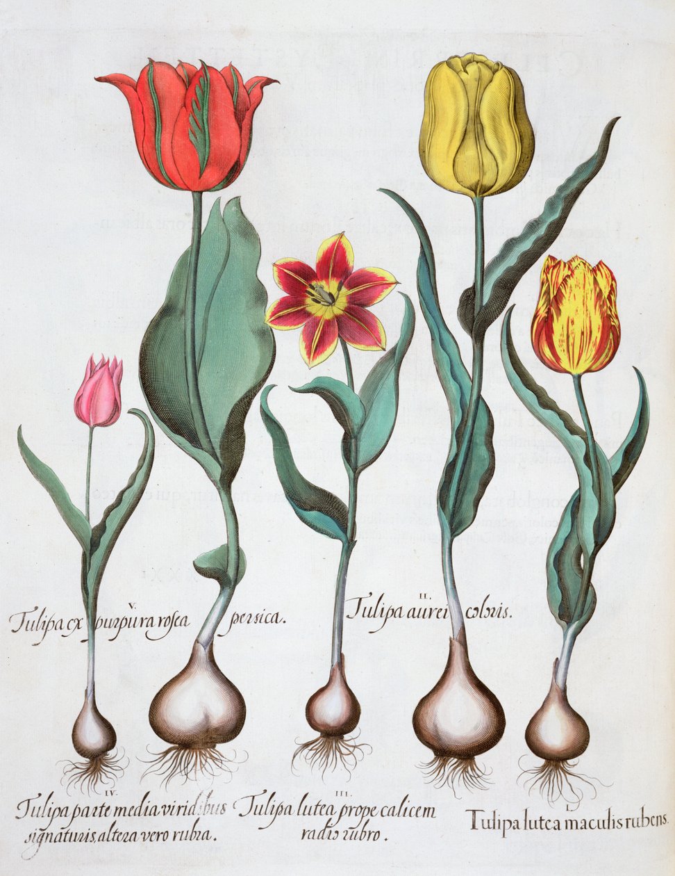 Tulips by Unbekannt