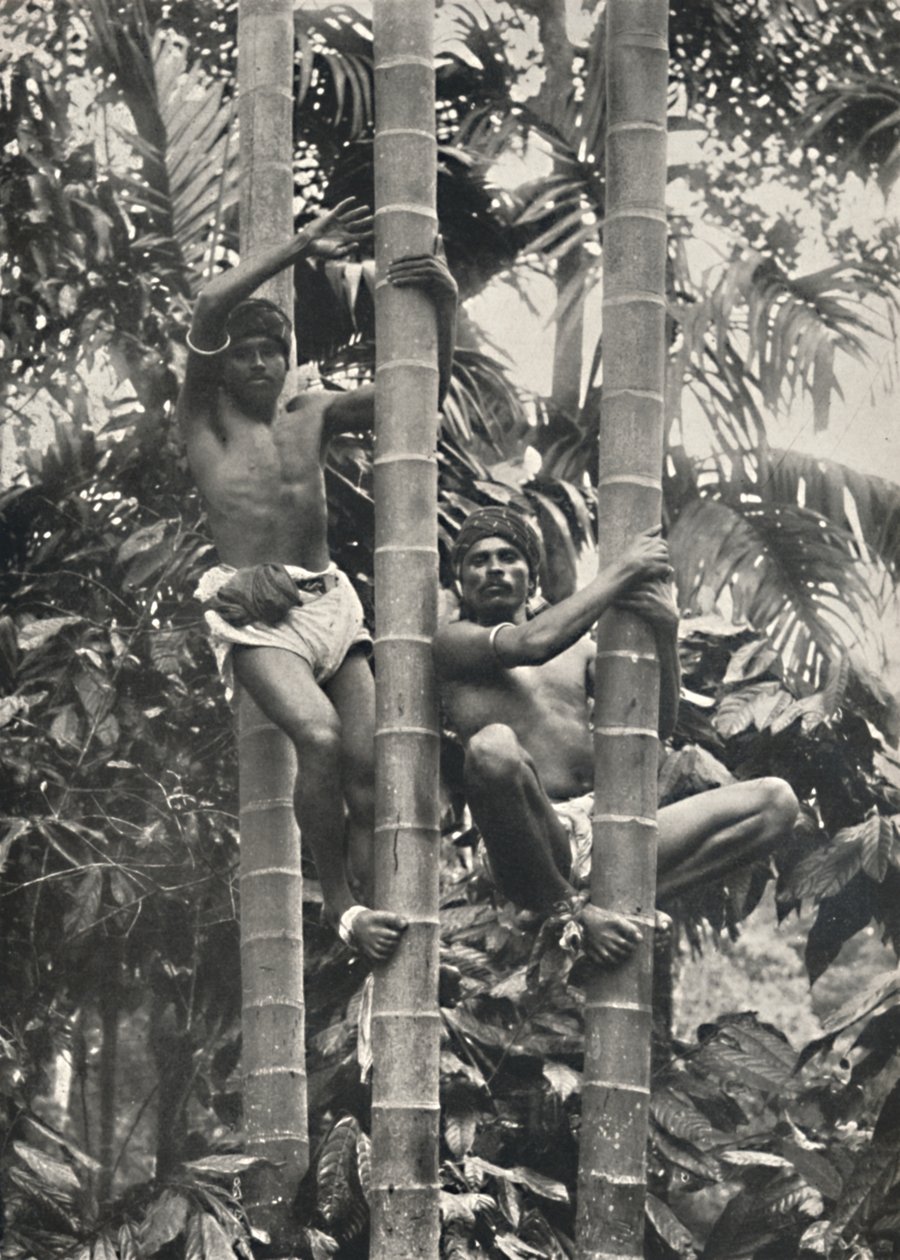 How Ceylonese climb coconut palms, 1926 by Unbekannt