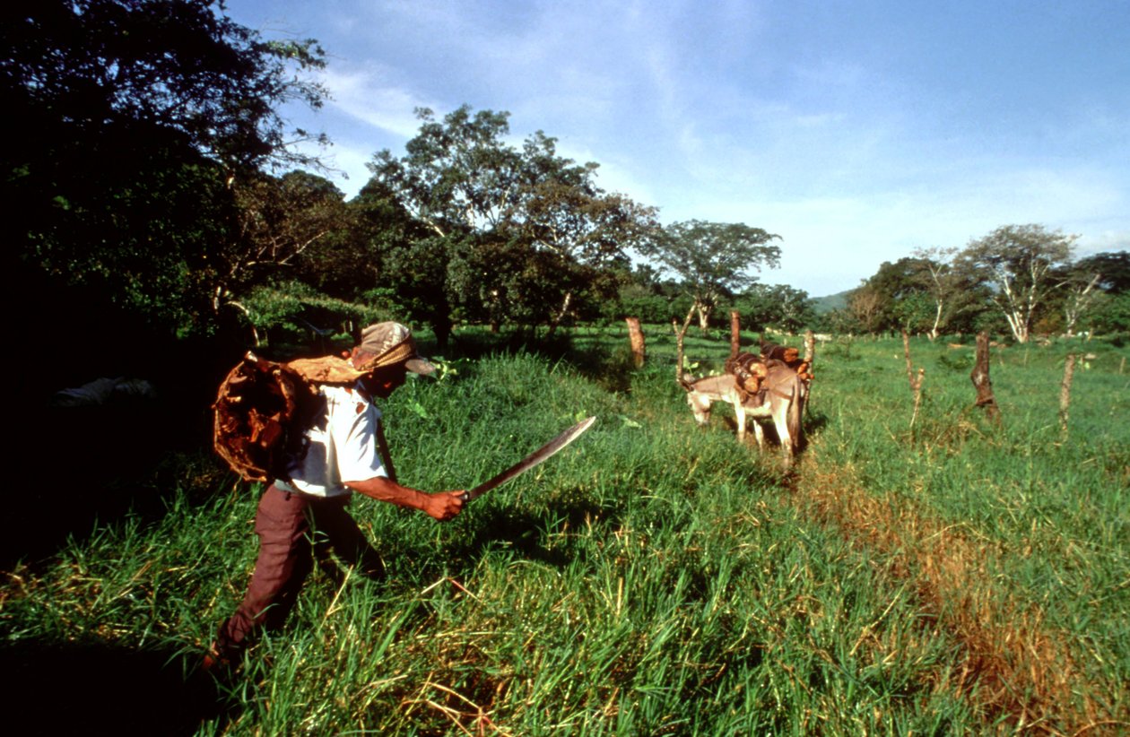 Woodcutter in Ixtlan de Juarez, Oaxaca, Mexico by Unbekannt