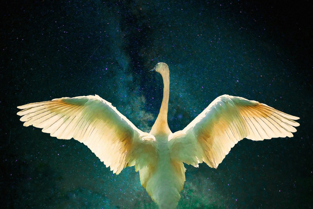 Cygnus by Unbekannt Unbekannt
