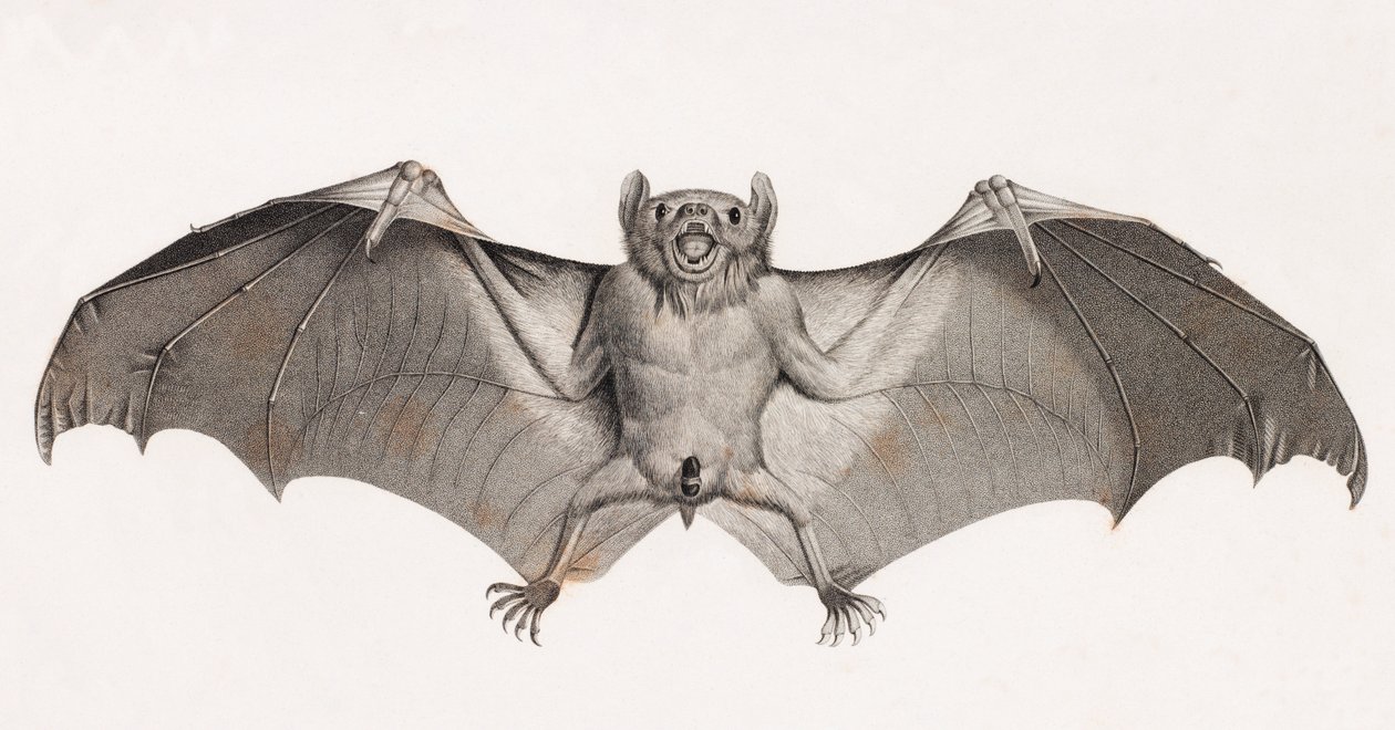 Bats in Egypt by Unbekannt