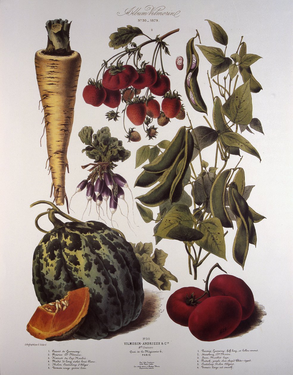 Botanical Board by Unbekannt