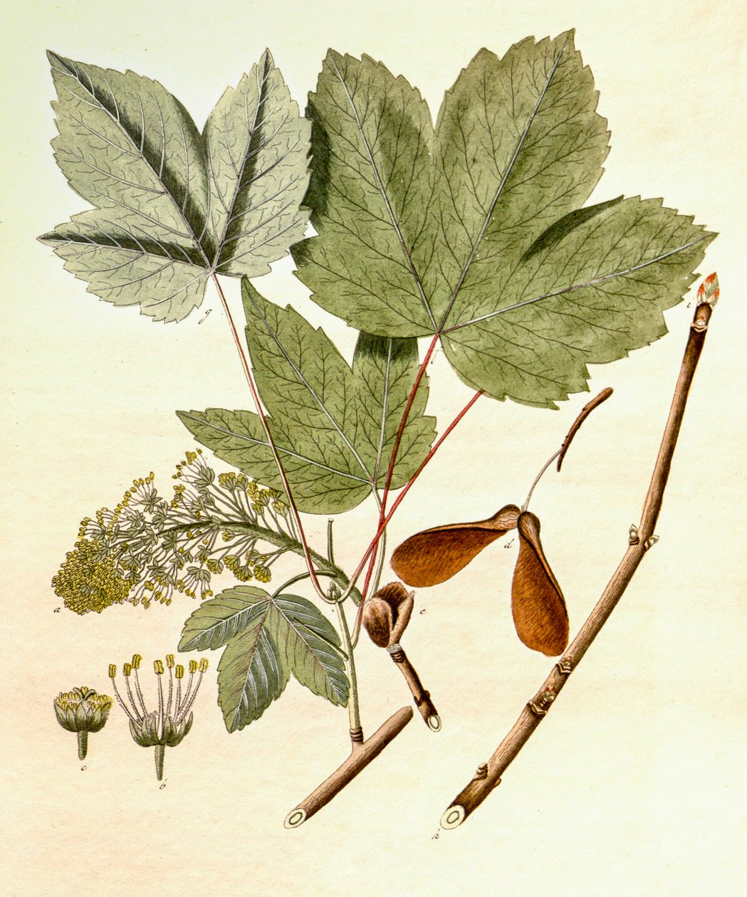 Acer pseudoplatanus, Sycamore Maple by Unbekannt