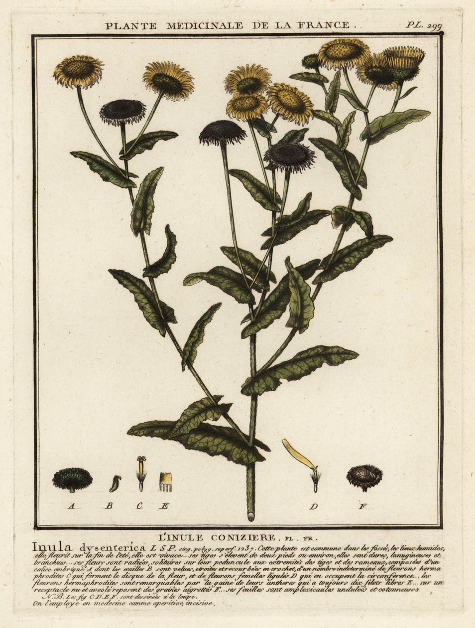 Common fleabane by Unbekannter Künstler