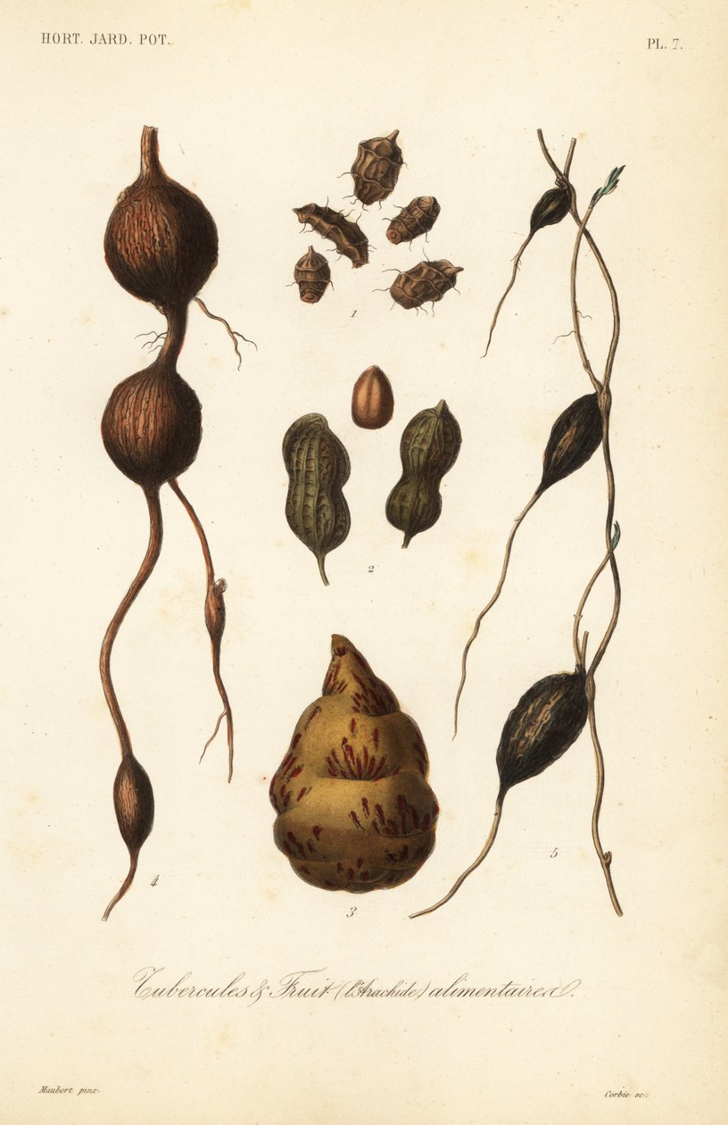 Edible tubers and fruit by Unbekannt