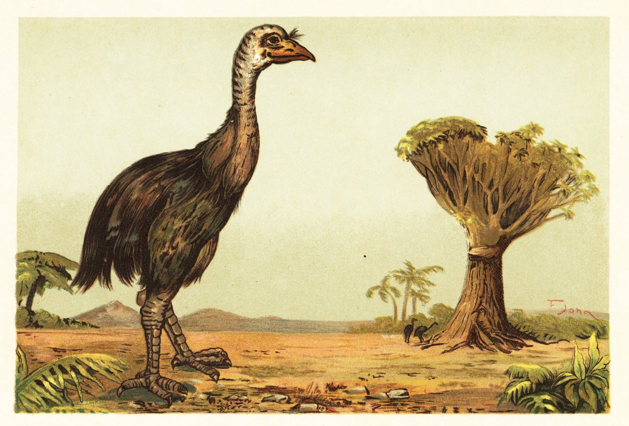 Giant Moa and Dragon Tree by Unbekannter Künstler