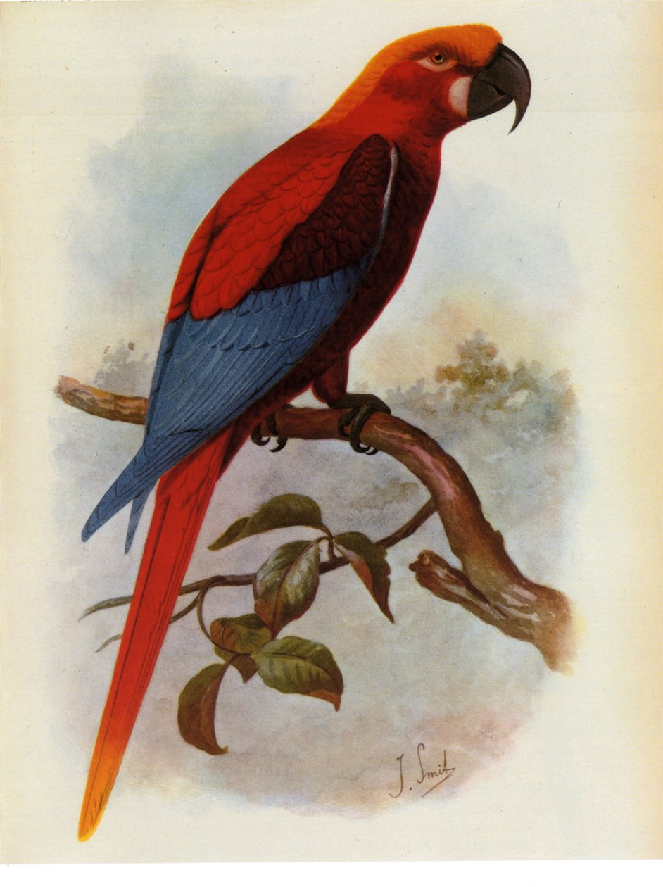 Illustration of Jamaican Parrot by Unbekannt