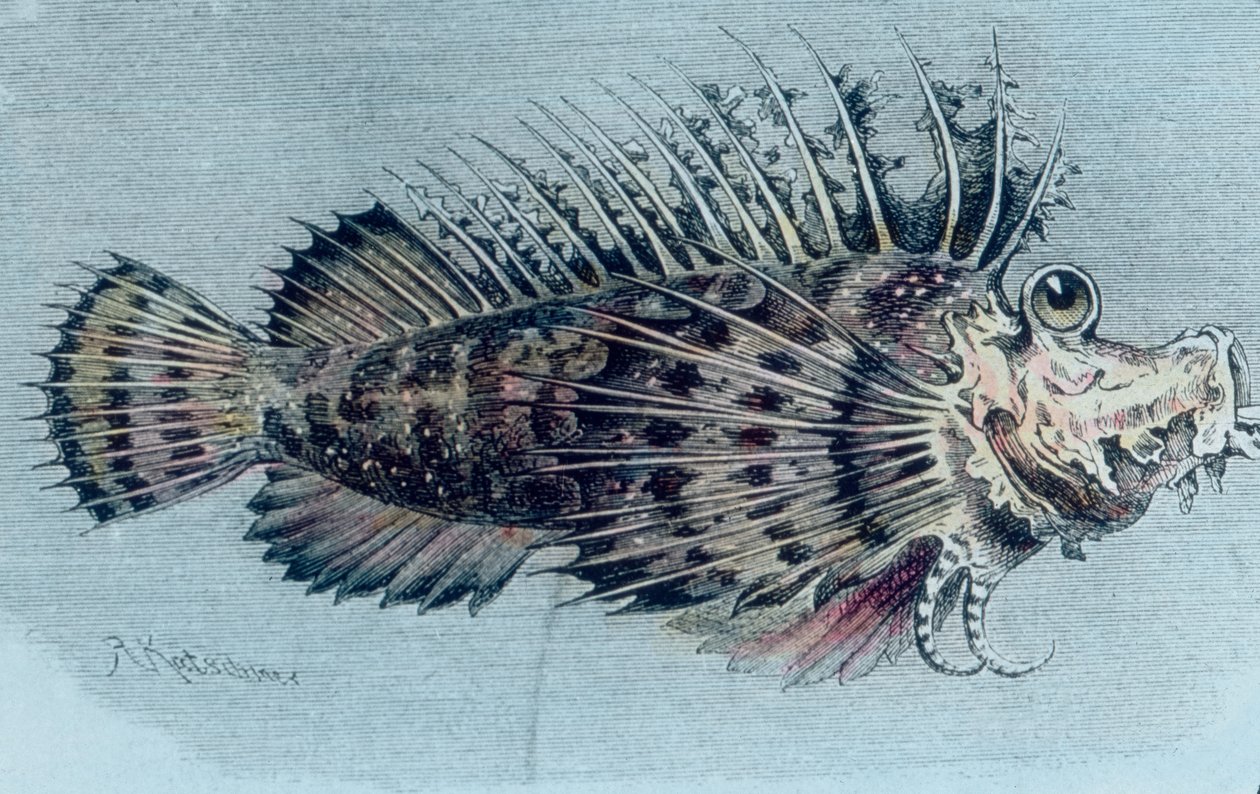 Illustration of a Crest Fish (Lophotidae) by Unbekannter Künstler