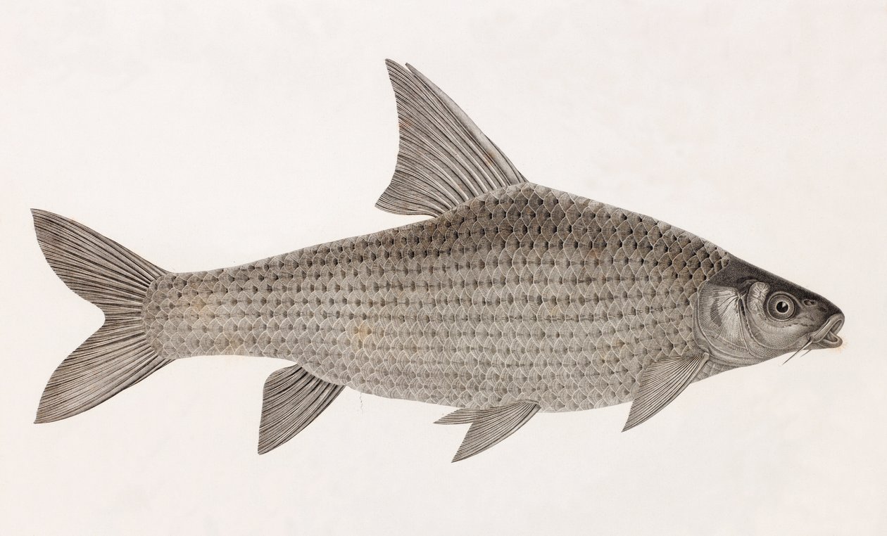 Cyprinid by Unbekannt