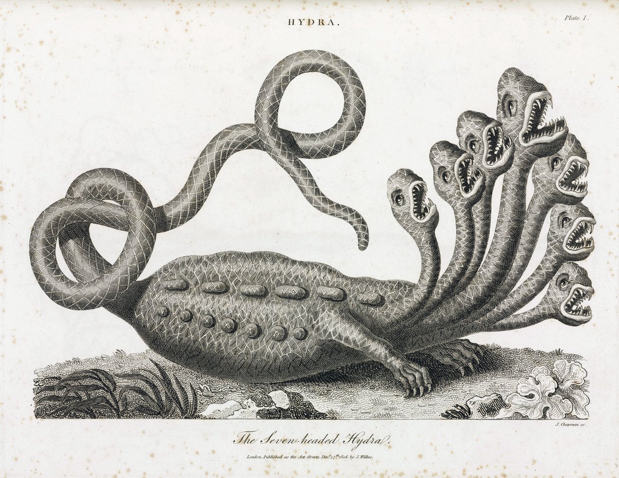 The Seven-Headed Hydra by Unbekannt