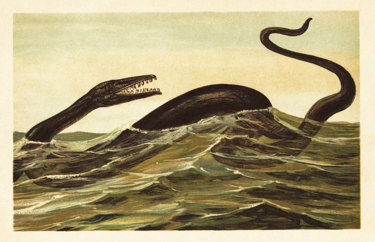 Mosasaurus hoffmannii, Extinct Aquatic Reptile (lithograph) by Unbekannter Künstler