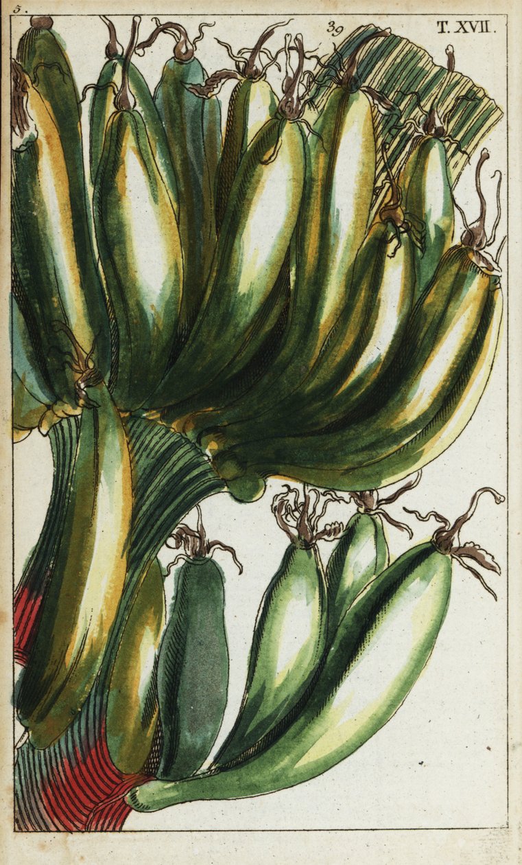 Plantains, Musa x paradisiaca. by Unbekannter Künstler