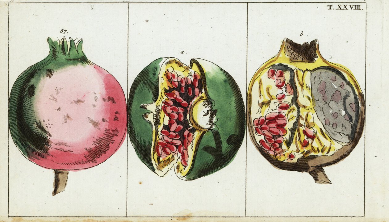 Pomegranate fruit, Punica granatum by Unbekannter Künstler