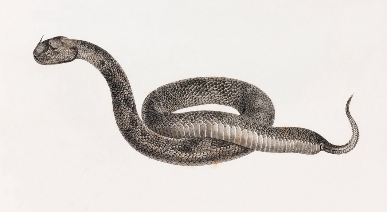 Reptiles: A Viper by Unbekannt