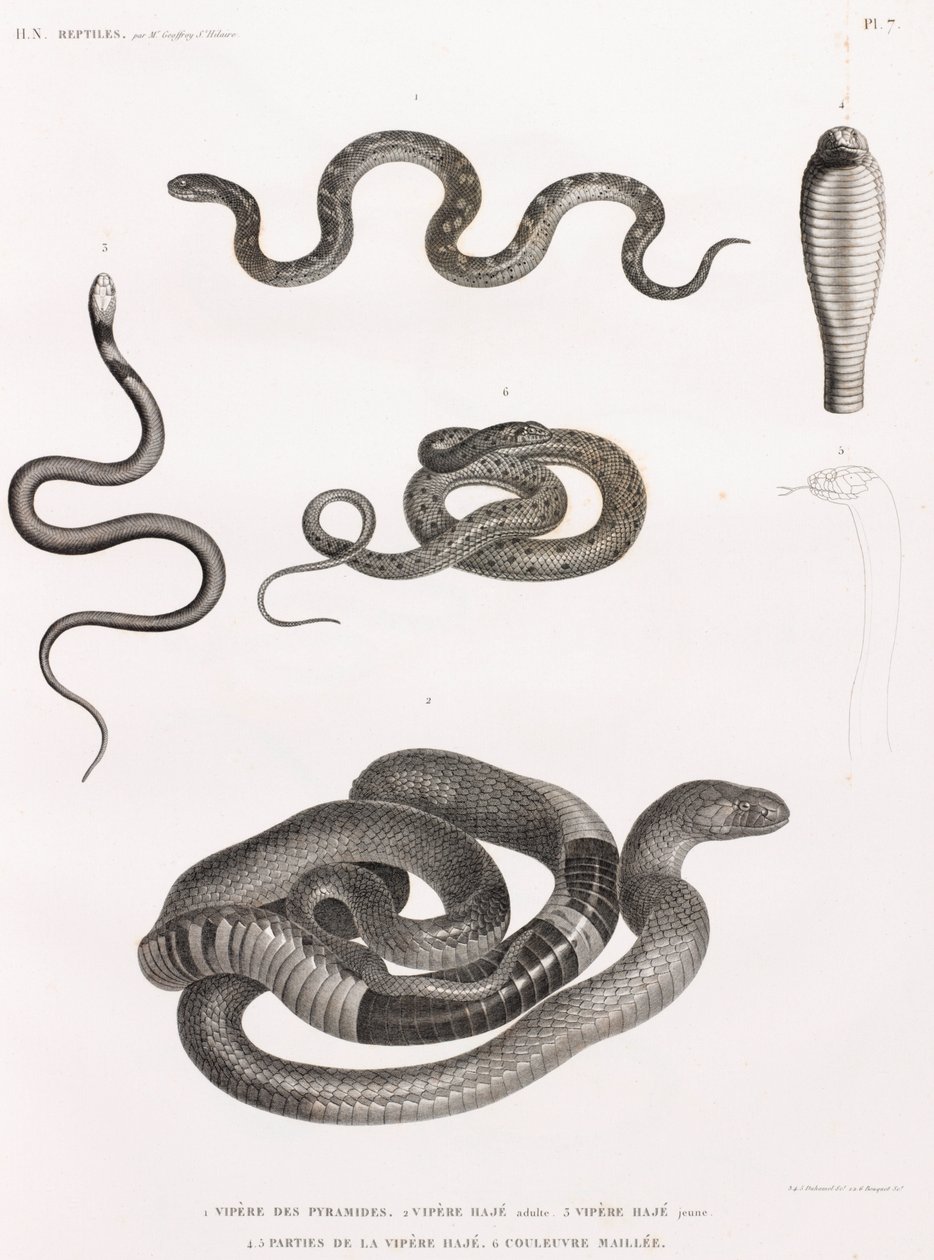 Reptiles: Series of Illustrations of Snakes by Unbekannt