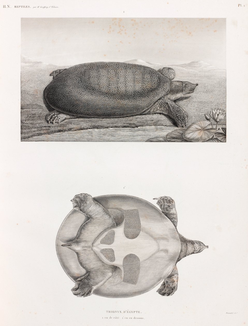 Side and Underneath View of a Turtle by Unbekannt