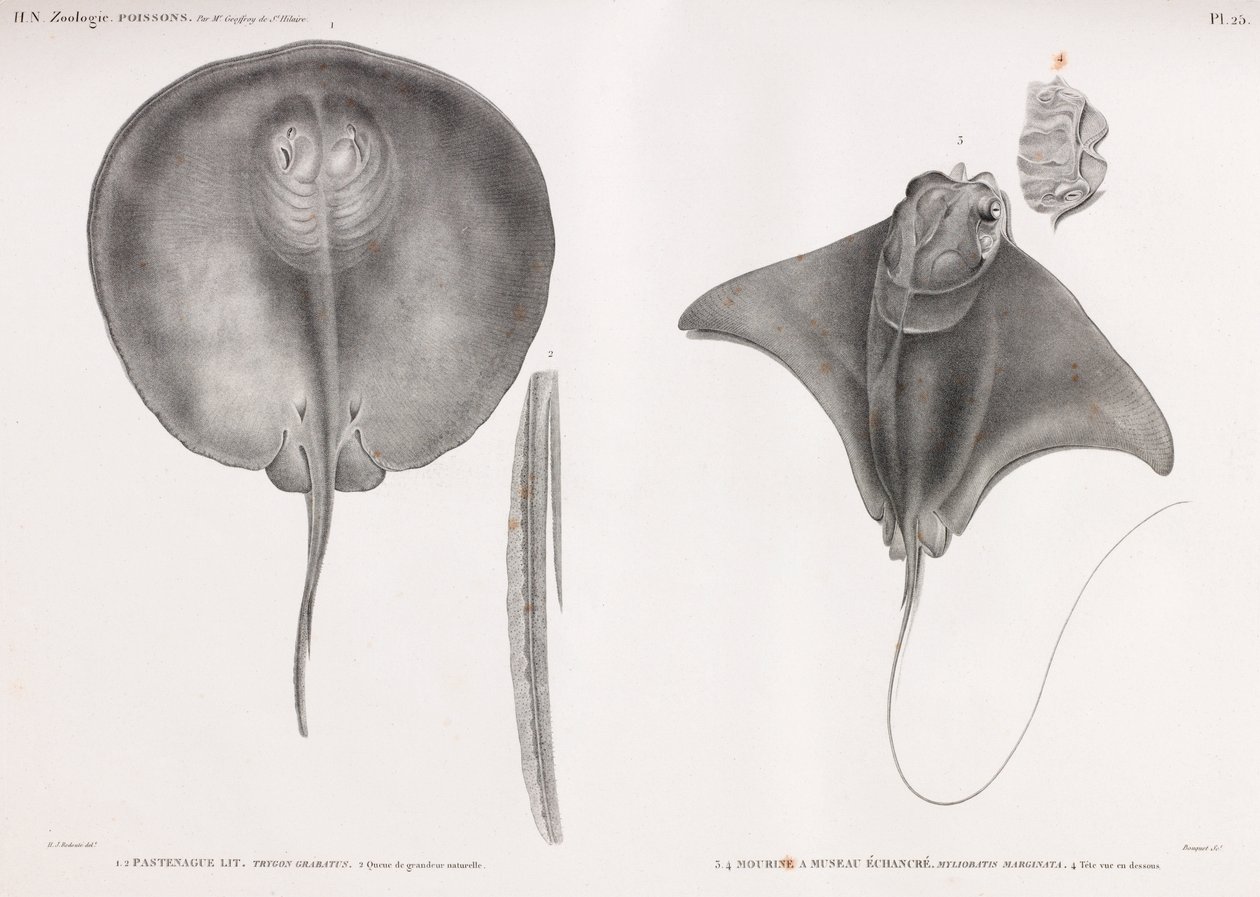 Stingray, Front and Back by Unbekannt