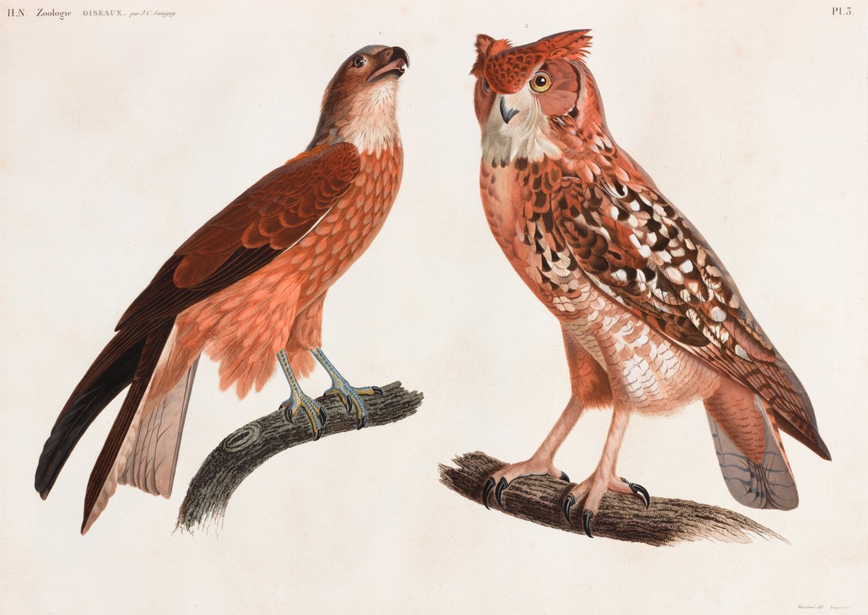 Two Color Illustrations of Birds by Unbekannt