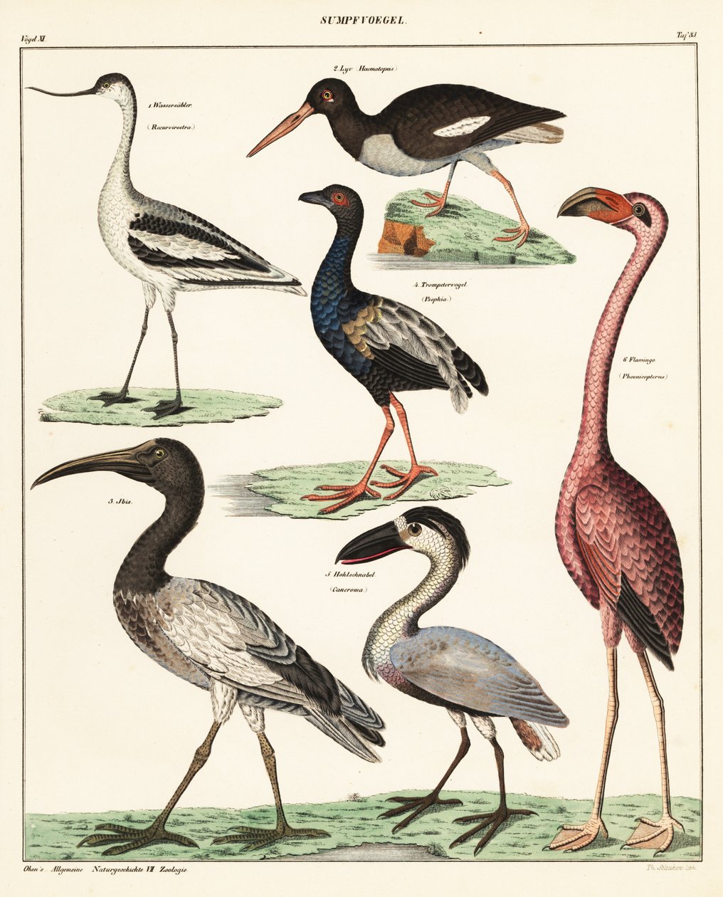 Varieties of Wading Birds (lithograph) by Unbekannter Künstler