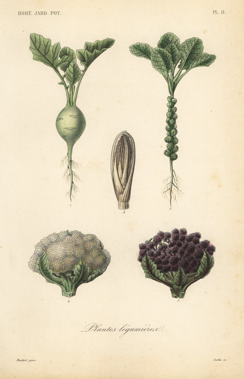 Vegetables by Unbekannt