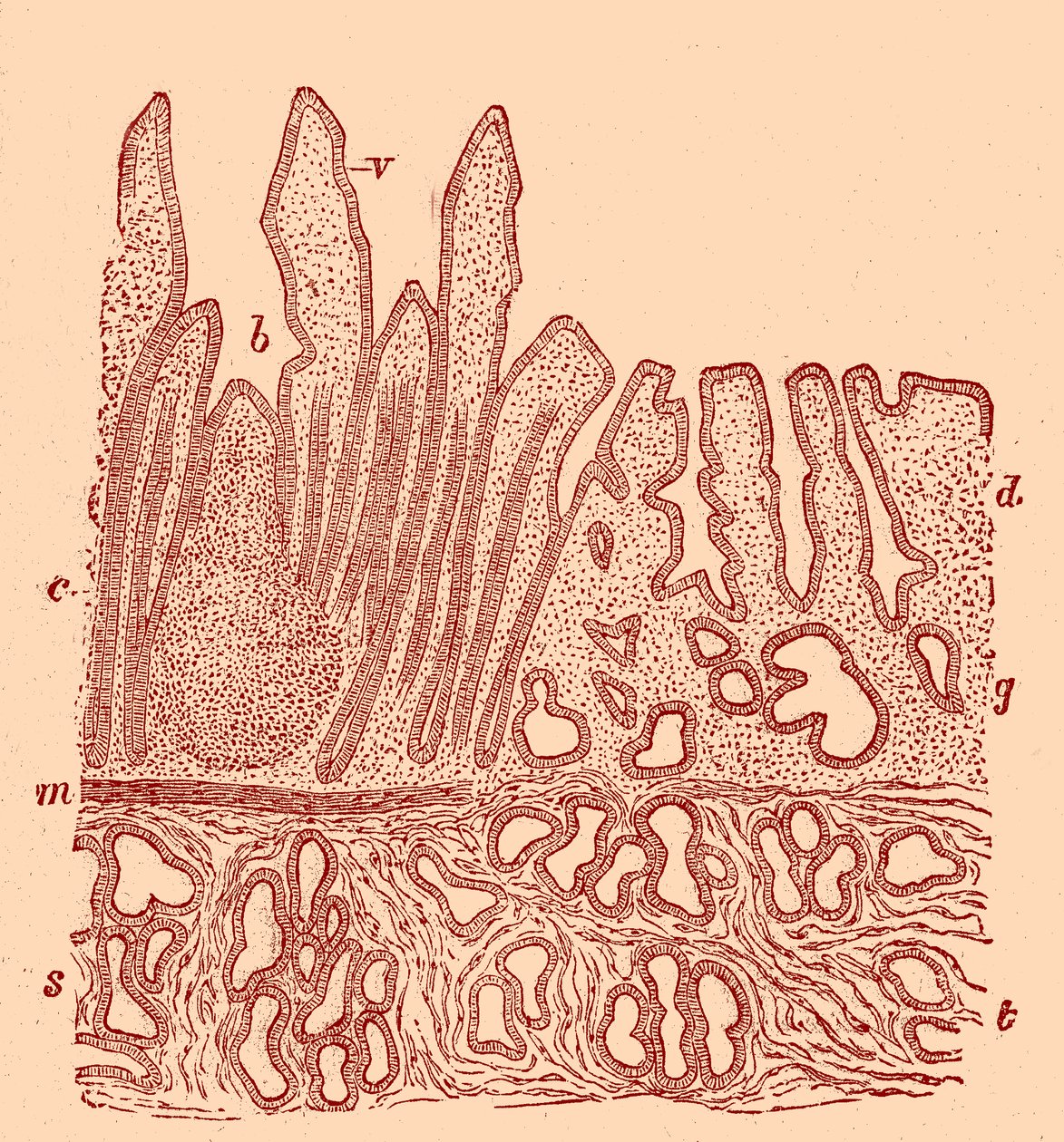 Vertical section of the mucous membrane by Unbekannter Künstler