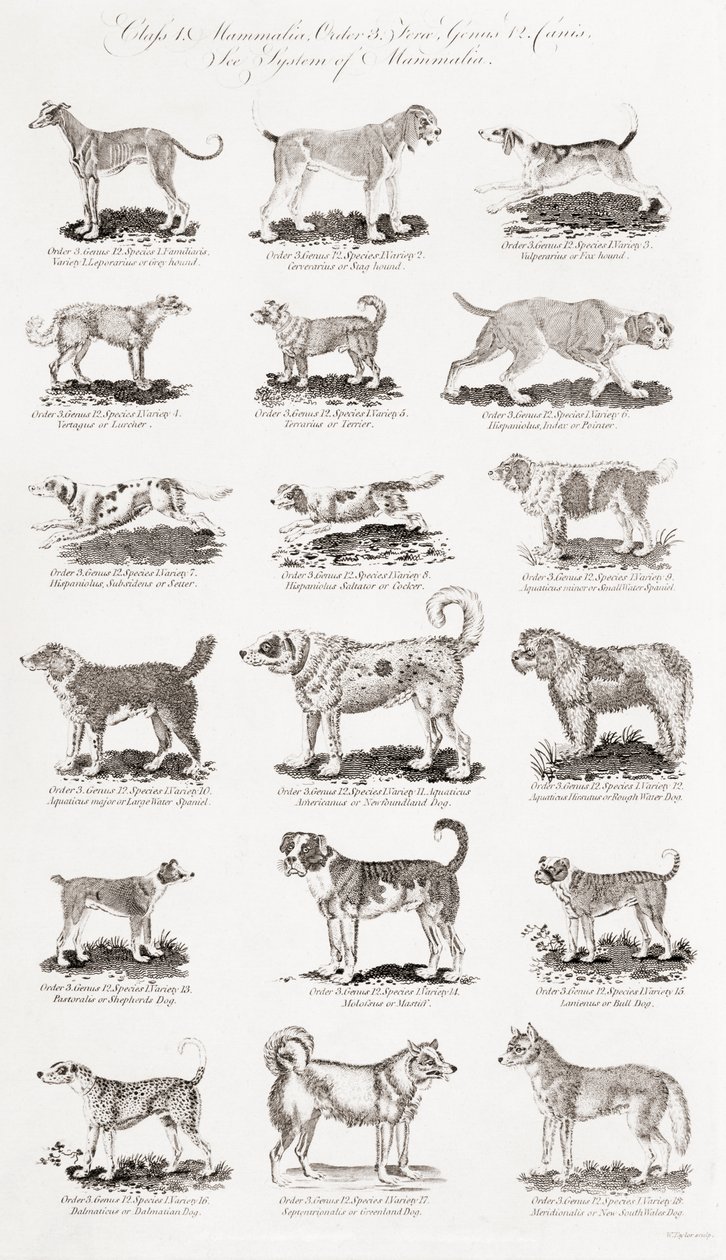 Different Breeds of Dogs by Unbekannt Unbekannt