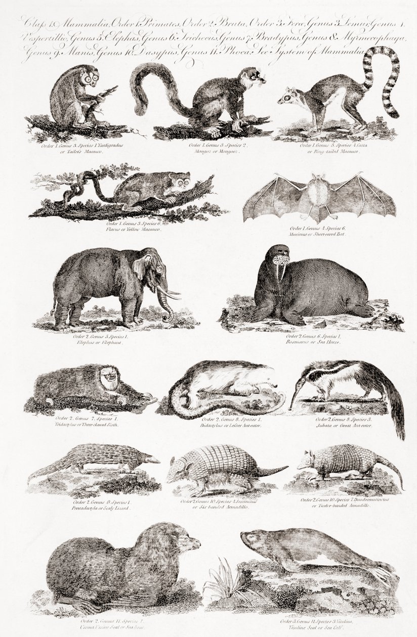 Different Types of Quadrupeds by Unbekannt Unbekannt