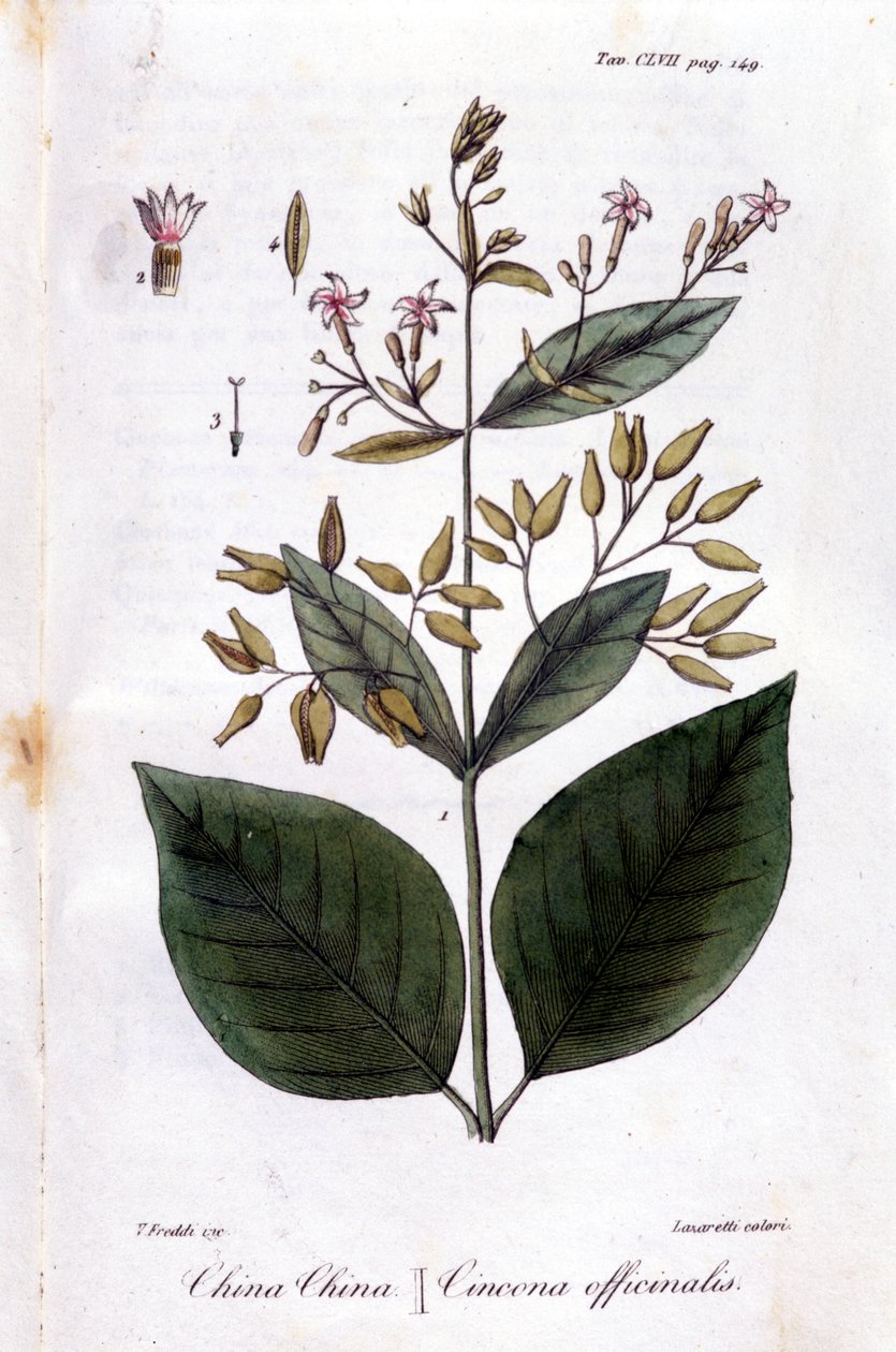 Plate of Quinquina (Cinchona Officinalis) by Unknown artist