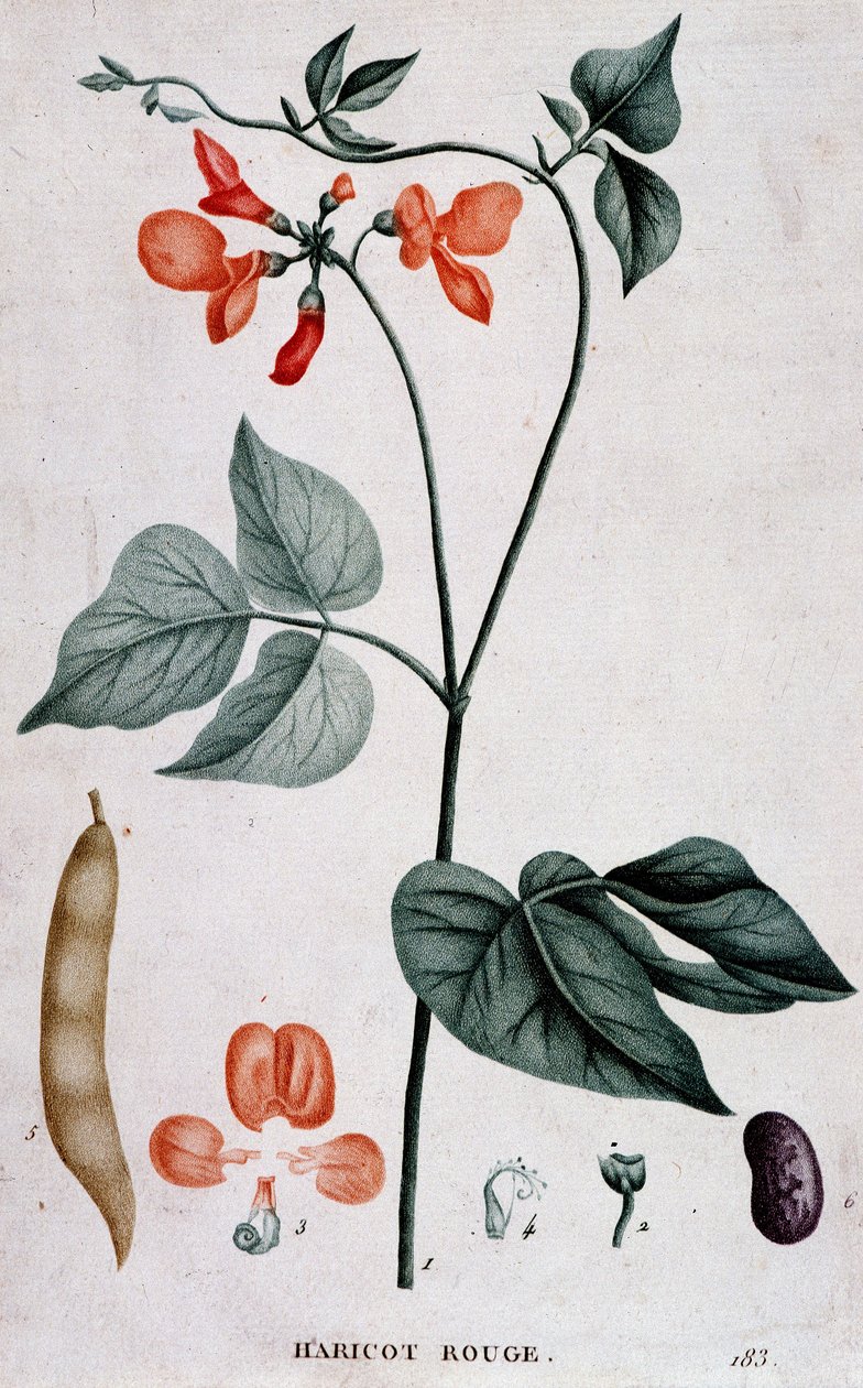 Red Bean, Botanical Board by Unknown artist