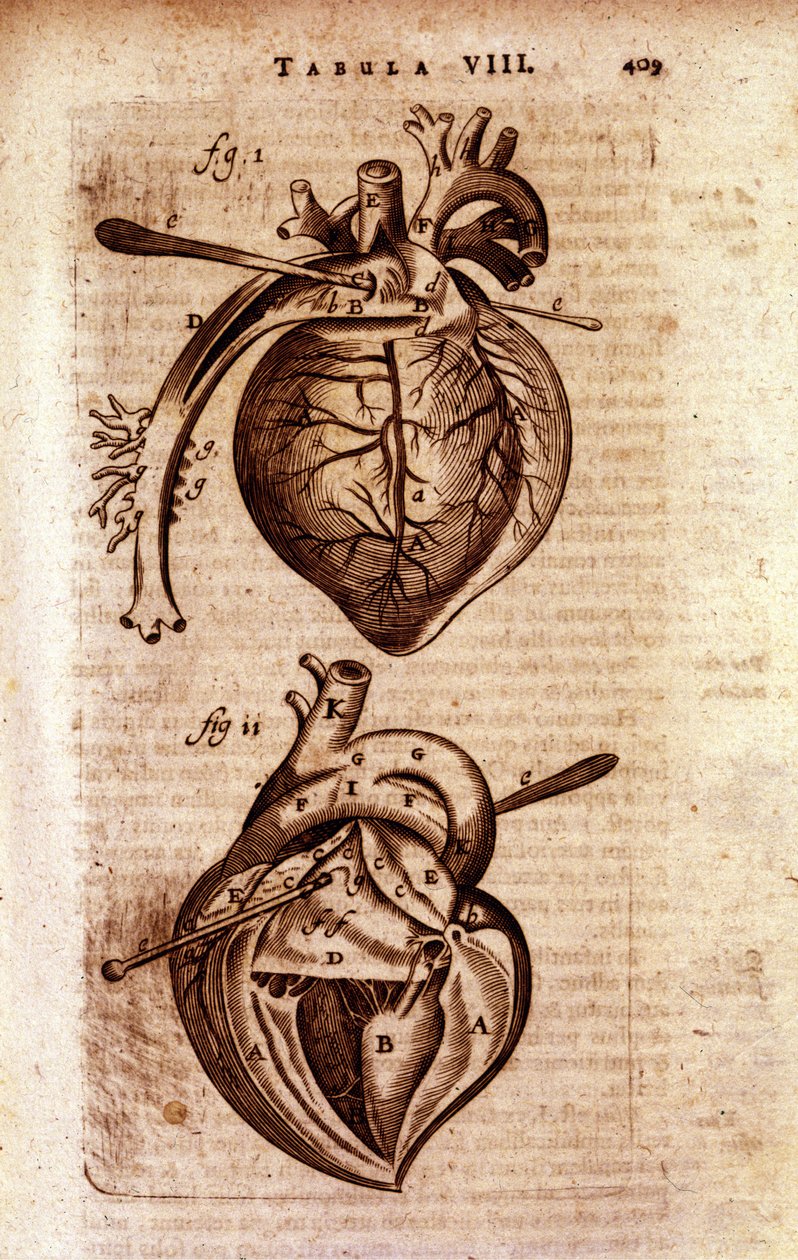 The heart of Bartholin