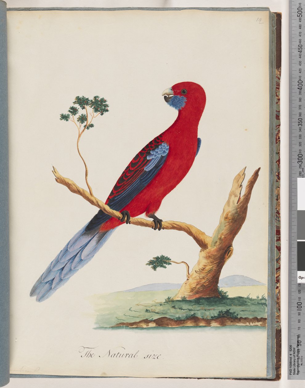 Page 46. Crimson Rosella. Pennantian Parrot by Unknown artist