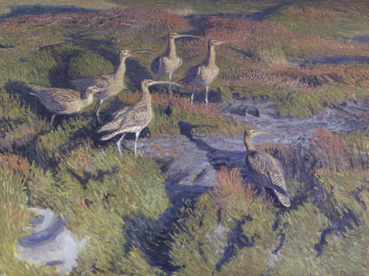Whimbrels Ready to Take Off by Vilhelm Th. Fischer