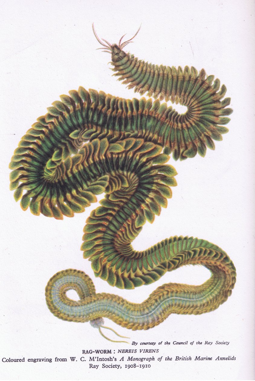 Ragworm, Nature in Britain published by Collins, 1946 by W. C. McIntosh