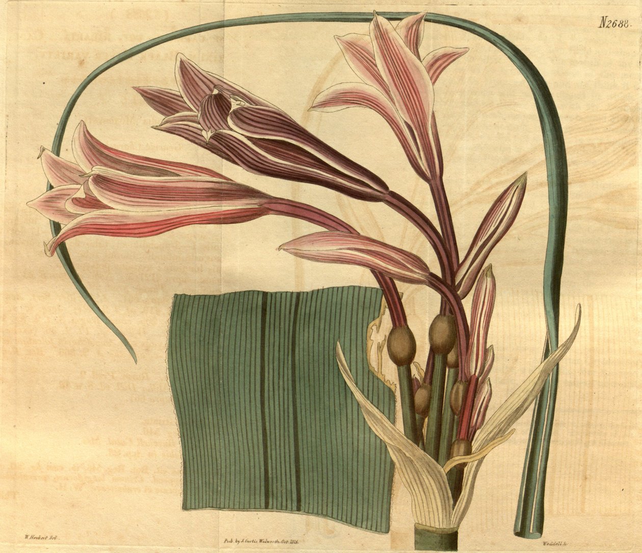 Crinum bulbispermum by W. Herbert