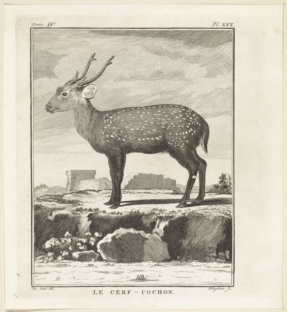 Deer by W. Tringham