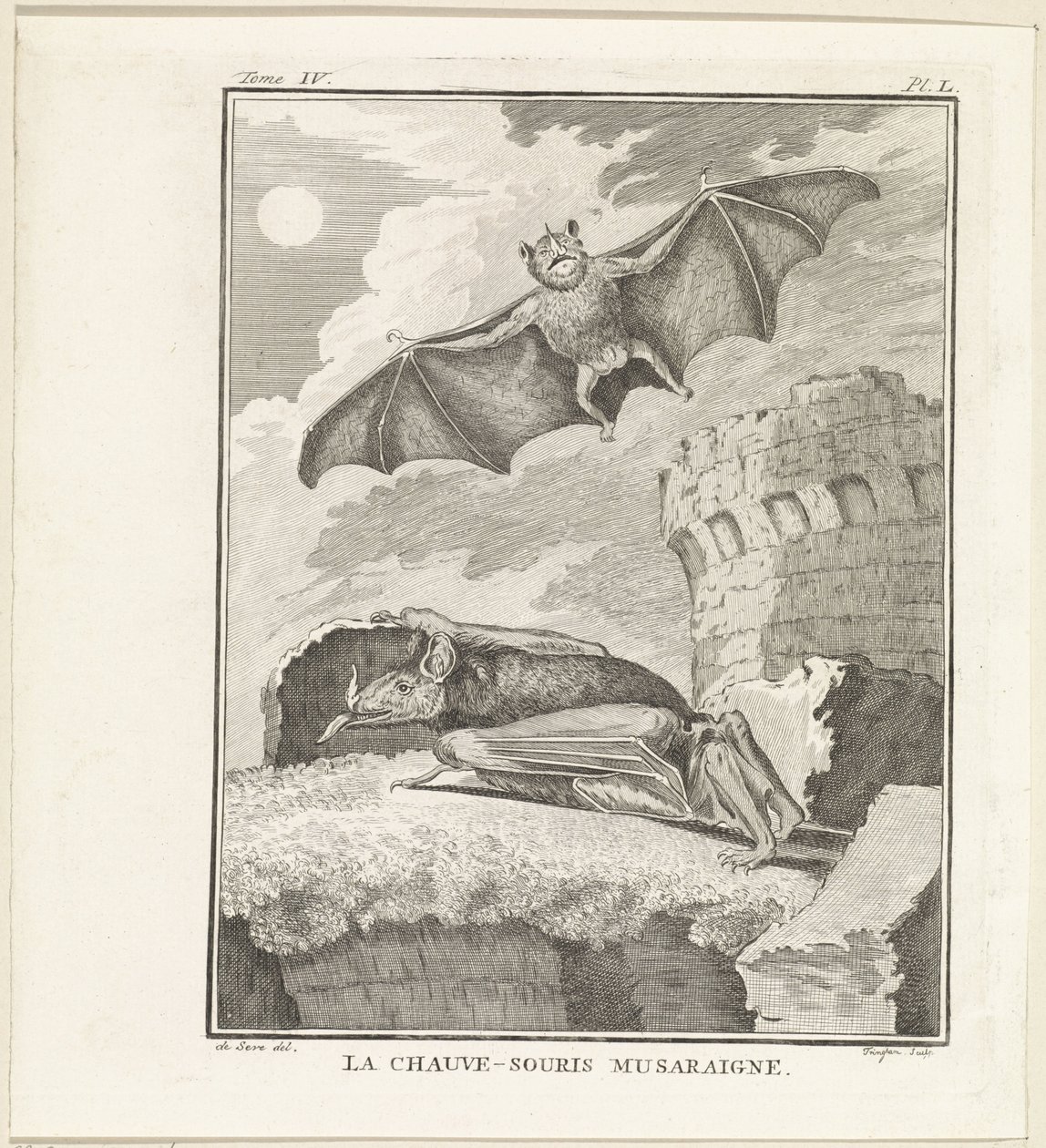 Bats by W. Tringham