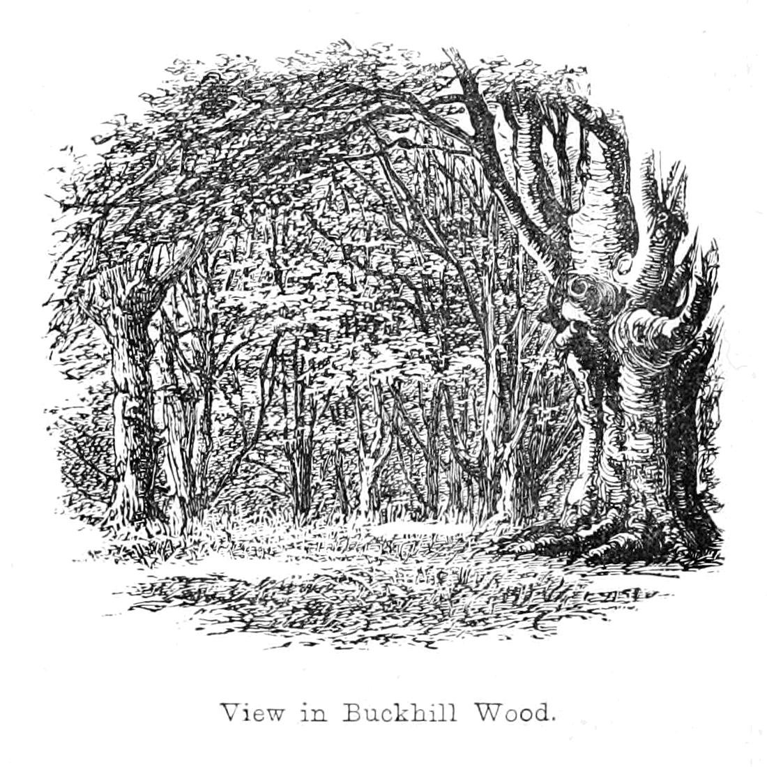 View in Buckhill Wood by Walter Crane
