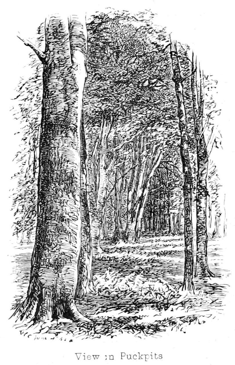 View in Puckpits Wood by Walter Crane